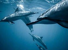 世界杯高清平台-河北五超·微视频｜辛集硬核球迷王明辉 车轮滚滚 全是热爱